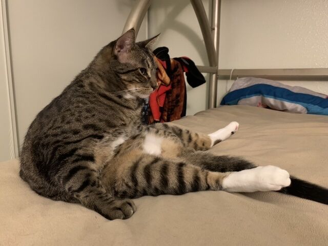 Peanut